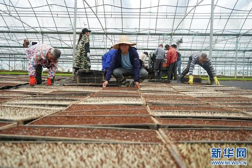 江西廣昌 工廠化育秧 助力春耕生產(chǎn)